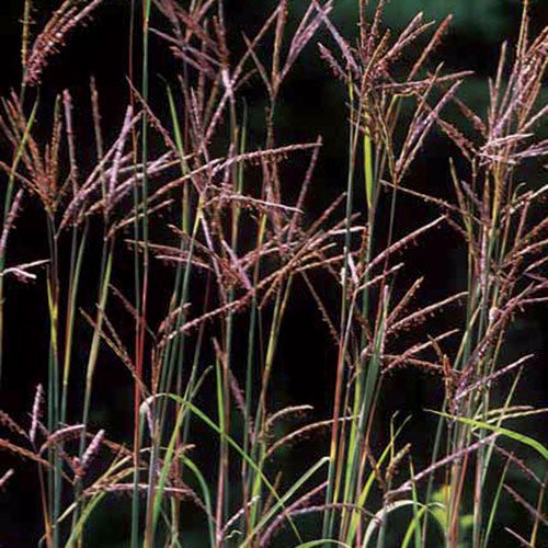 Flower, Big Bluestem Grass Prairie Seeds