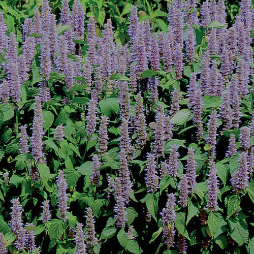Flower, Lavender Hyssop Prairie Seeds