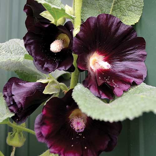 Black Hollyhock - Alcea rosea