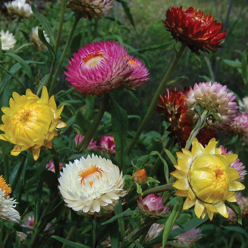 Flower, Strawflower Mixed Seeds