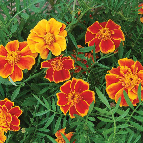 Flower, Red Marietta Marigold Seeds