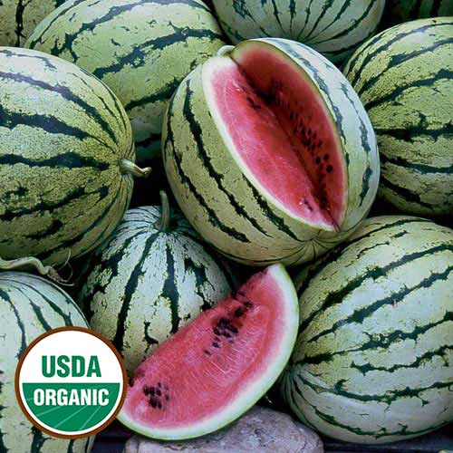 Watermelon, Chris Cross Organic Seeds