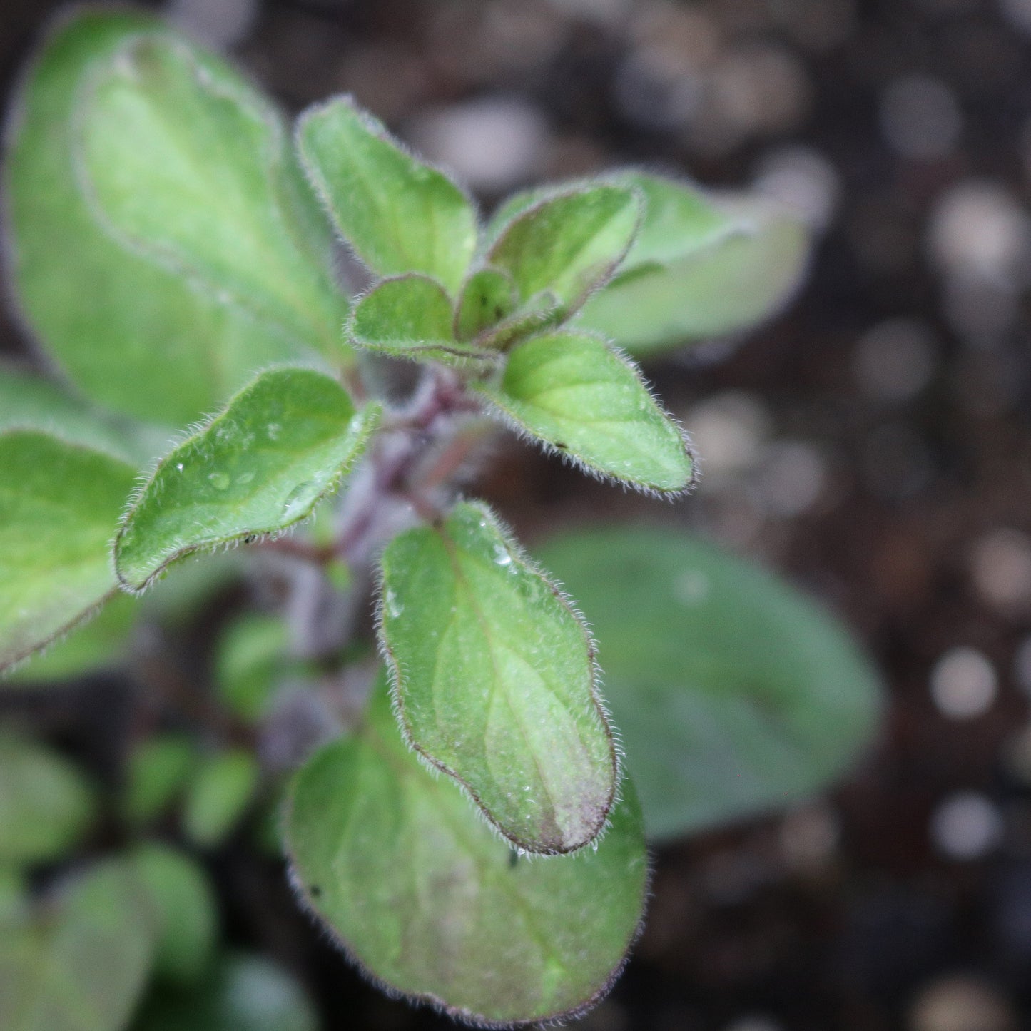 Herb, Greek Oregano Seeds