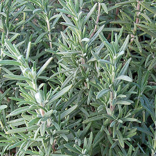 Herb, Rosemary Seeds