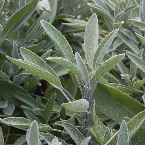 sage succulent Seed Savers Exchange Herb, Green Culinary Sage
