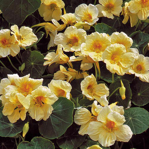 Flower, Milkmaid Nasturtium Seeds
