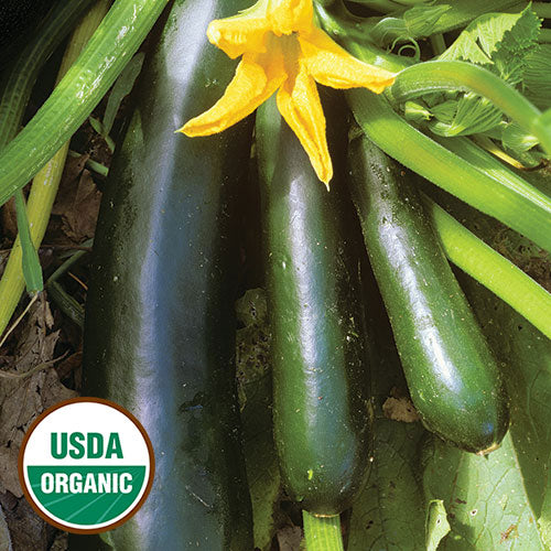 Zucchini, Black Beauty Organic Seeds