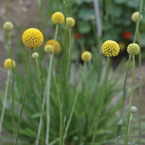 Flower, Drumstick Seeds