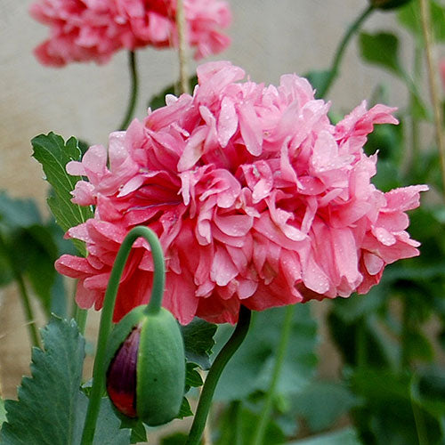 heritage flower seeds Flower, Heritage Farm Poppy Seeds