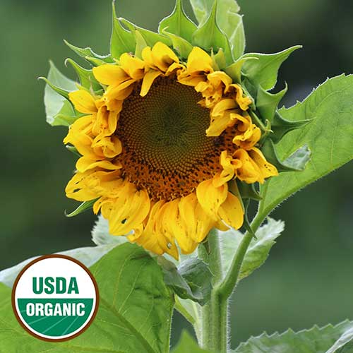Sunflower, Mongolian Giant Organic Seeds
