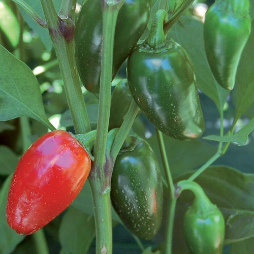 jalapeno seeds to plant Pepper, Jalapeno Traveler Strain Seeds – Snakeroot Botanicals