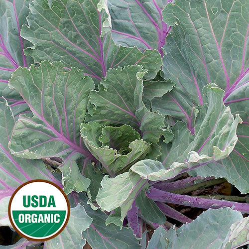 Collard, Ole Timey Blue Organic Seeds