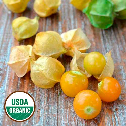 Ground Cherry, Loewen Family Heirloom Organic Seeds