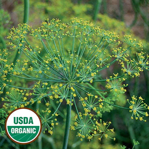 Herb, Dill Bouquet Organic Seeds