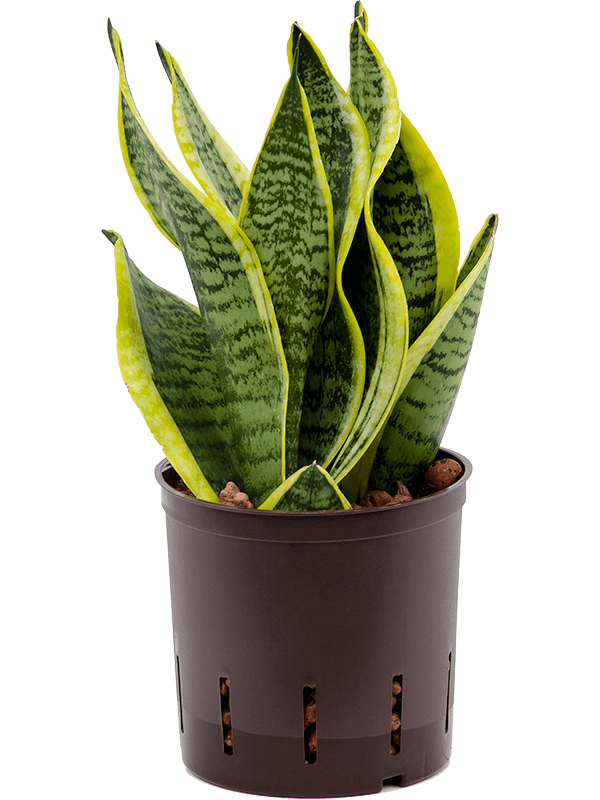 Sansevieria laurenti Superba