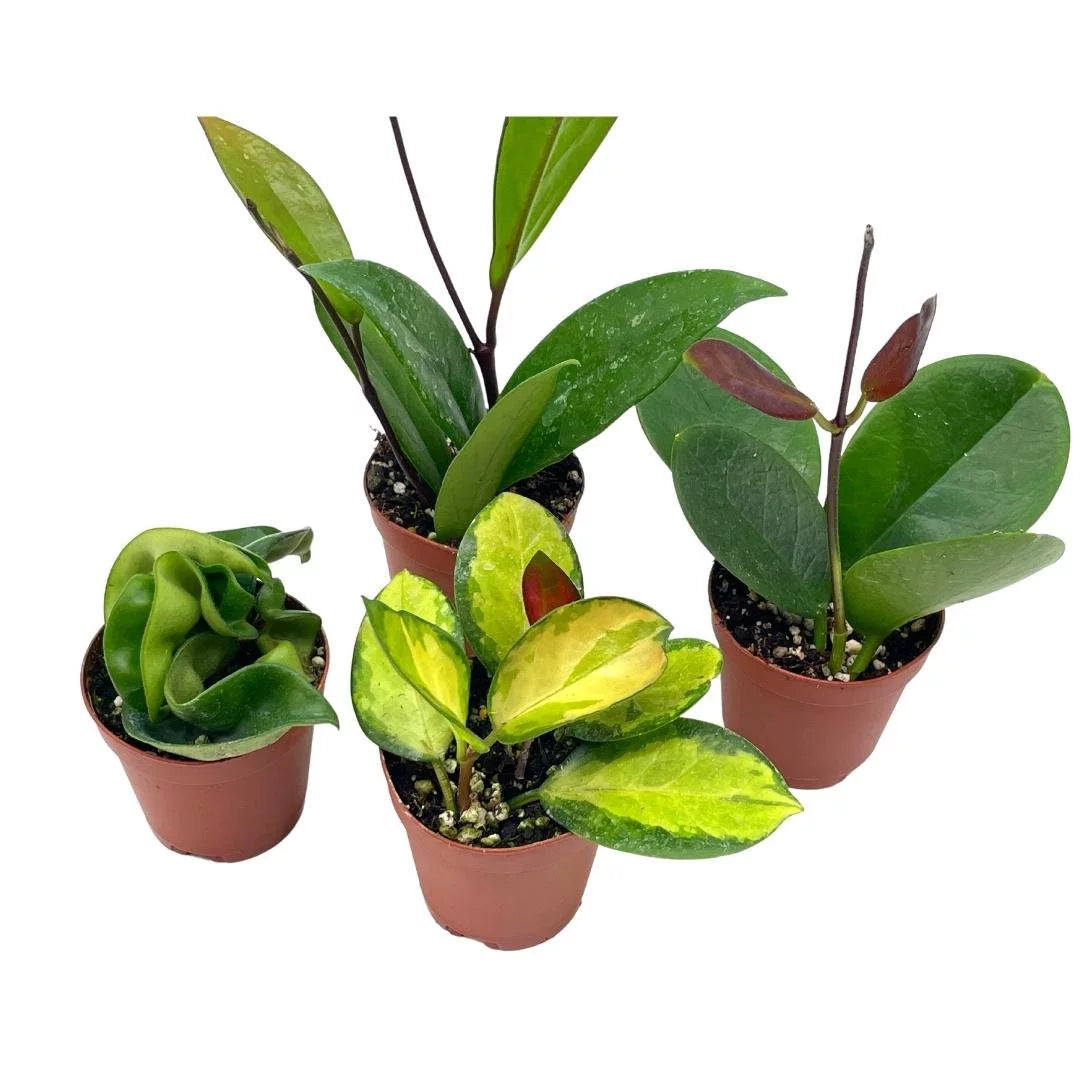 Hoya 'Assorted Varieties'