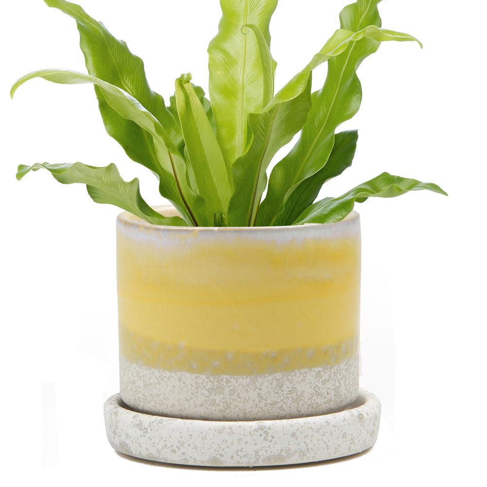 cement plant saucer Minute Ceramic Pot Green Layers