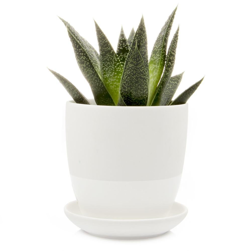 Little Dyad Pot and Saucer