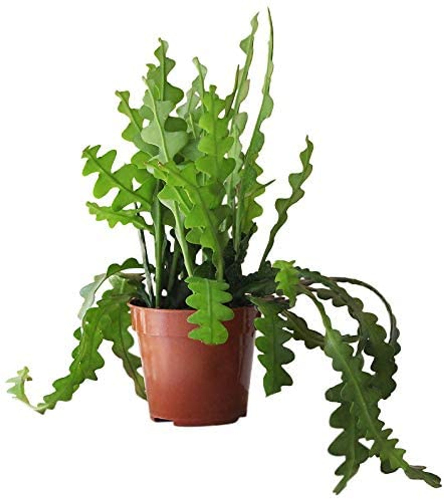 Disocactus anguliger ’Fishbone Cactus’