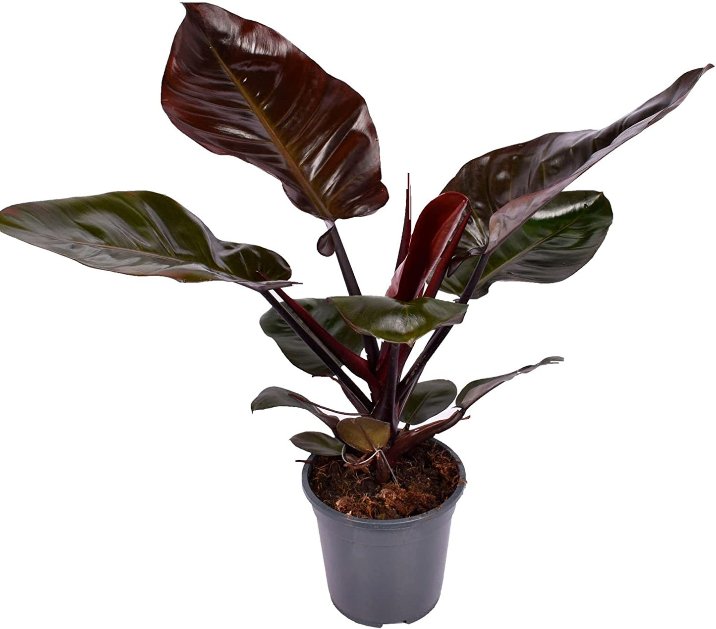 Philodendron ‘Black Cardinal’