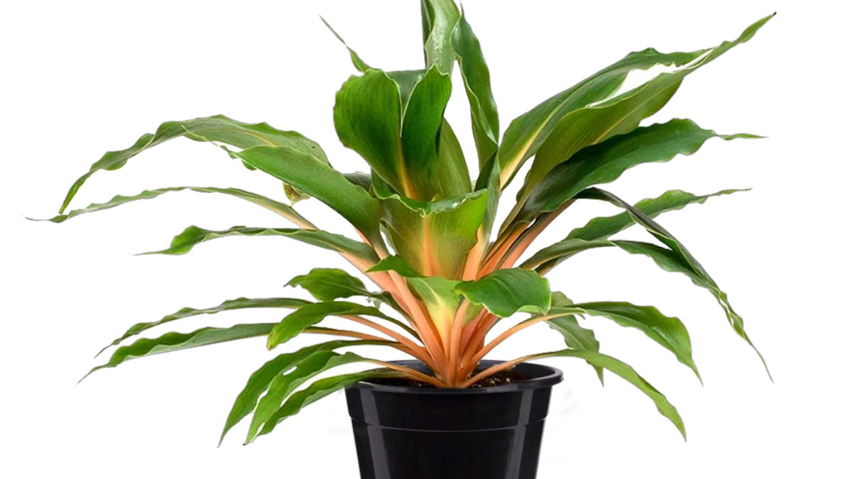 Chlorophytum 'Mandarin Orange'