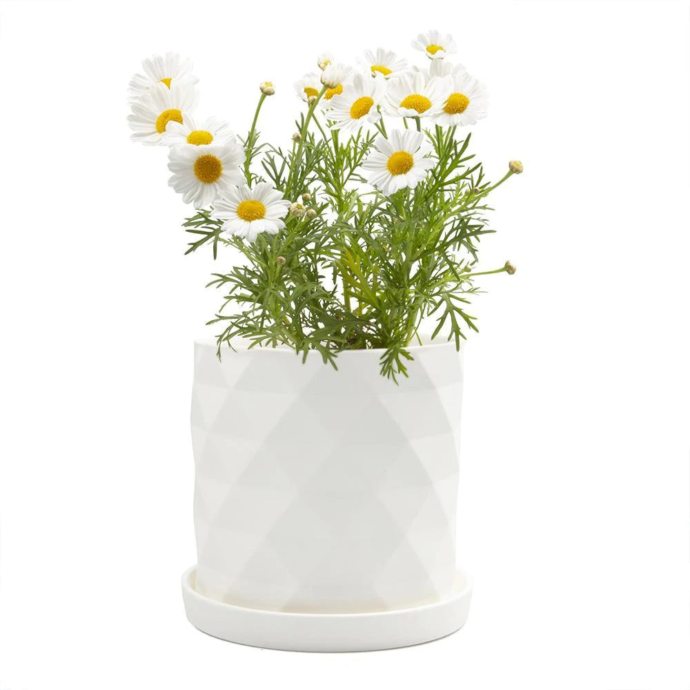 Big Virago Pot & Saucer