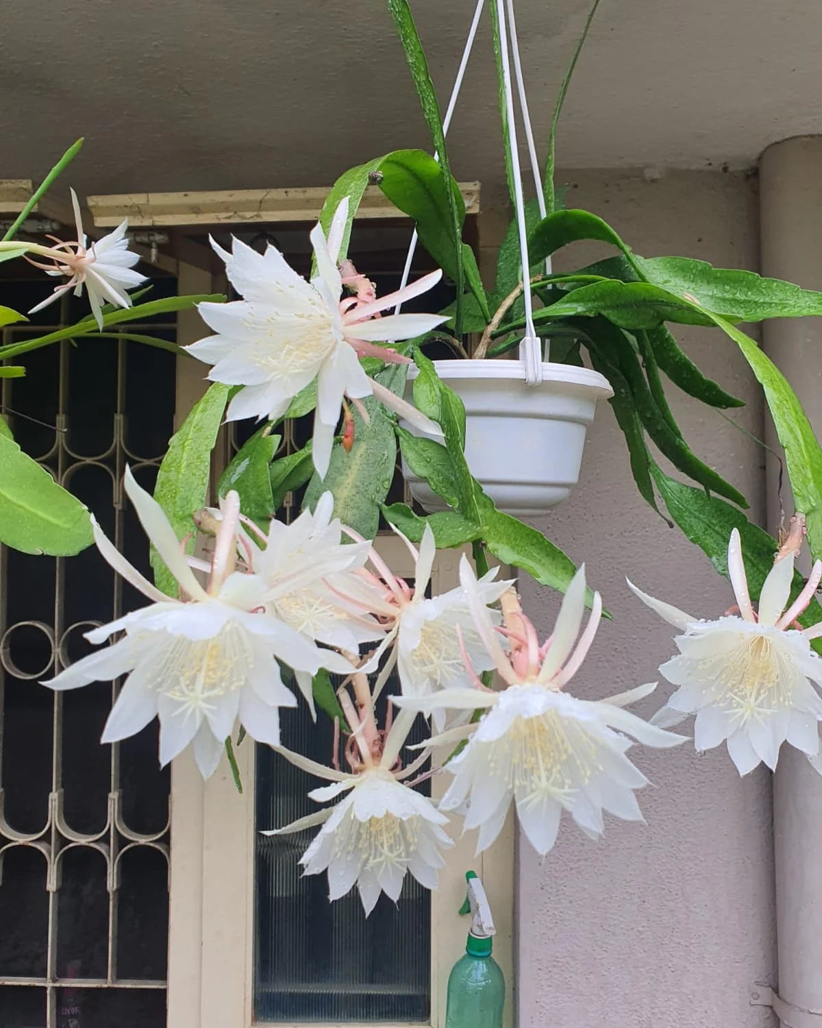Epiphyllum oxypetalum ‘Night Blooming Cactus’