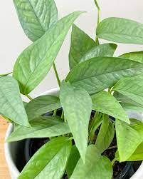 Epipremnum pinnatum 'Cebu Blue Pothos'
