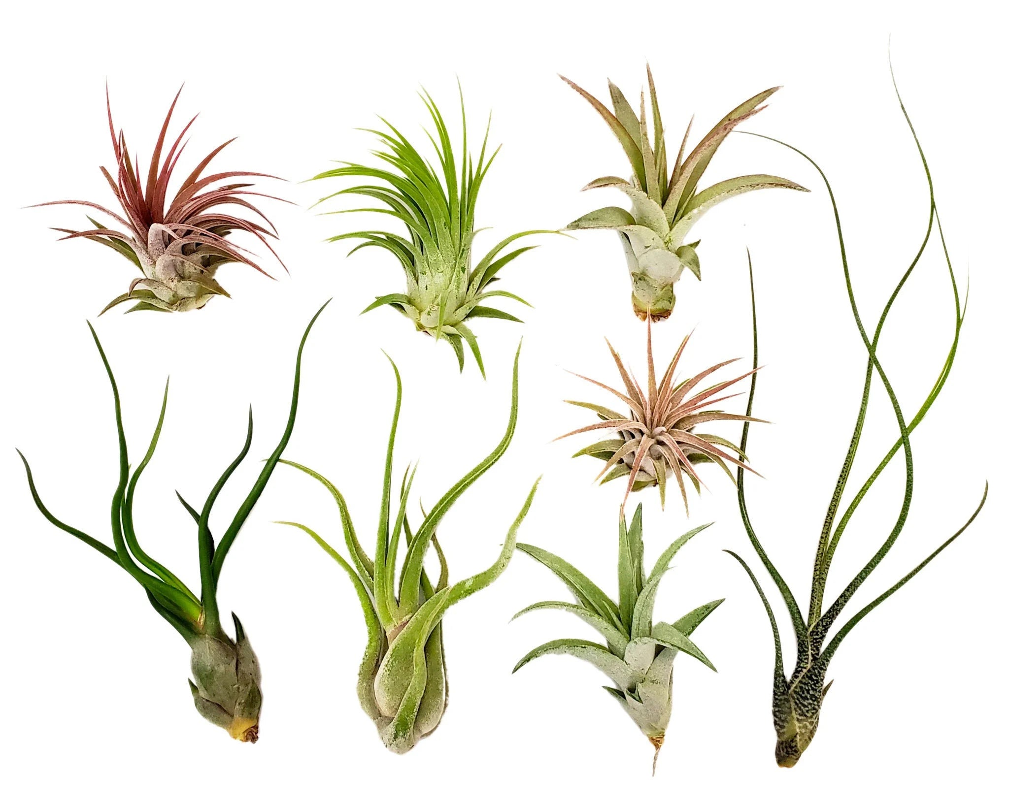 faux air plants Tillandsia 'Air Plants Mixed Varieties' – Snakeroot Botanicals