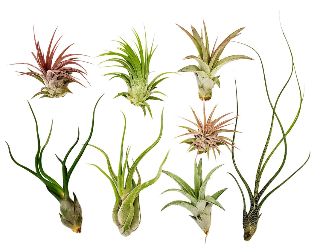 Air Plants - Assorted