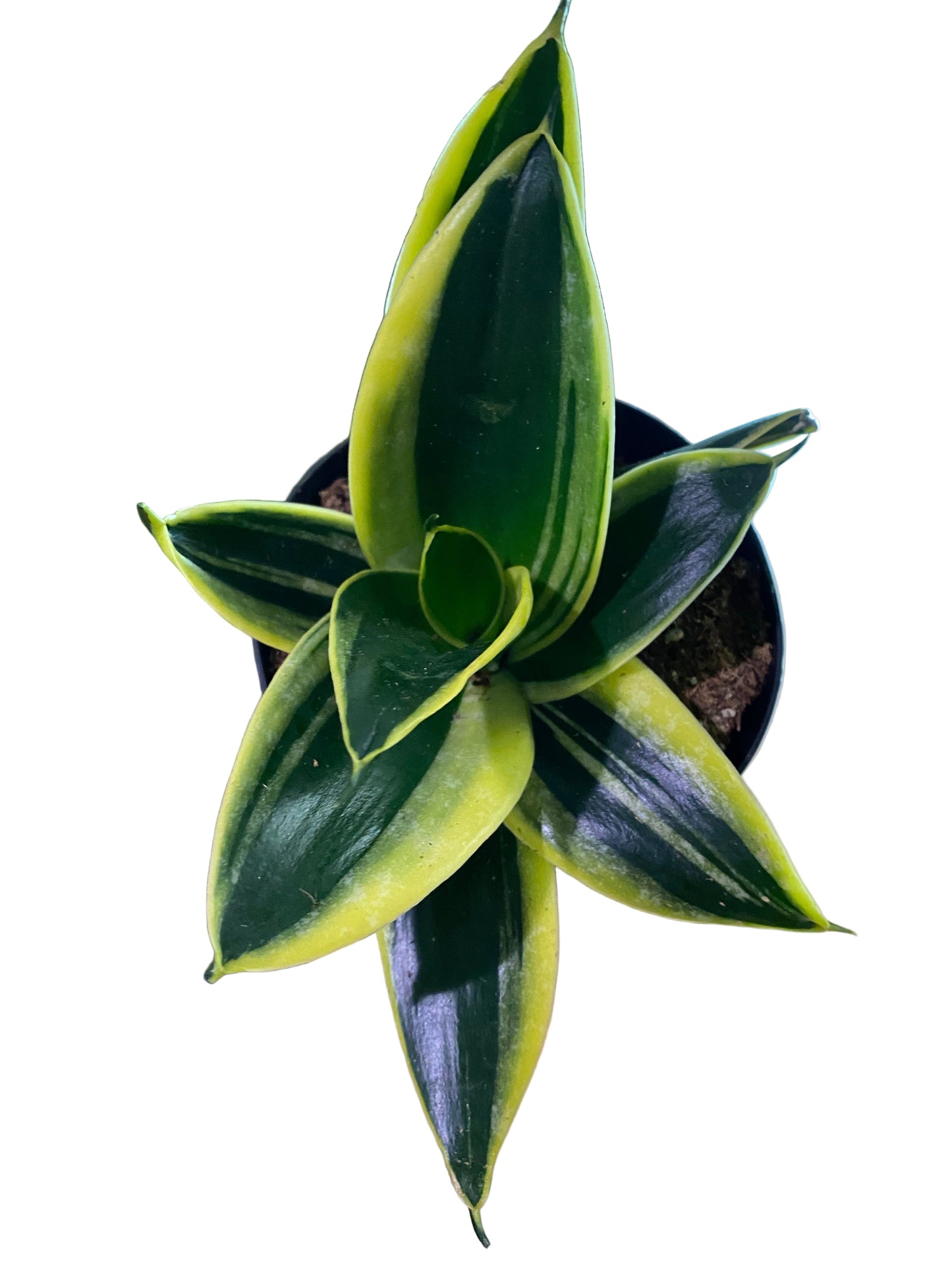Sansevieria Hahnii 'Lotus Snake Plant'