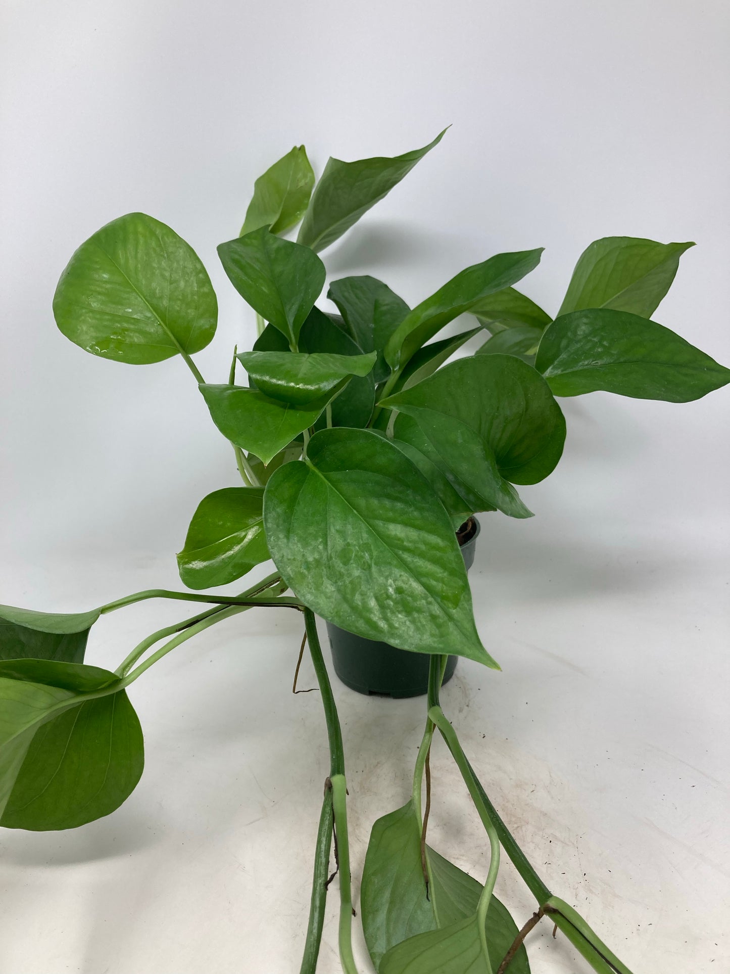 Epipremnum Aureum 'Pothos Jade'