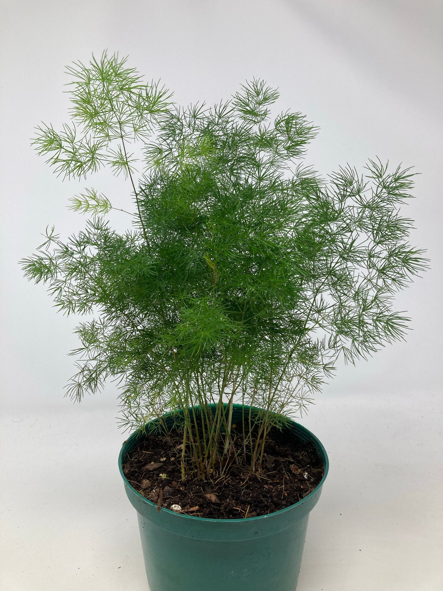 Asparagus Retrofractus 'Ming Asparagus Fern'