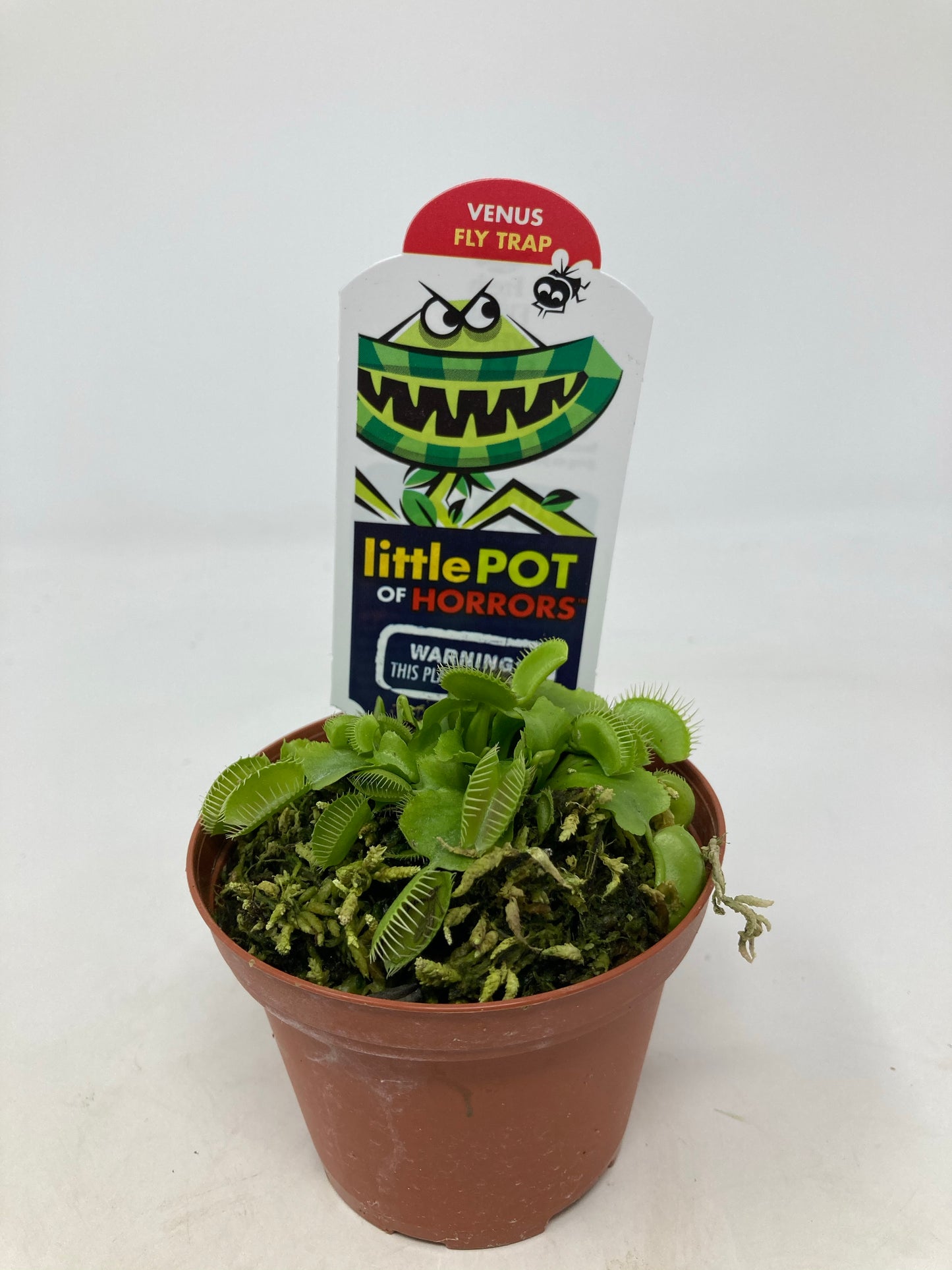 Dionaea Muscipula ‘Venus Fly Trap’