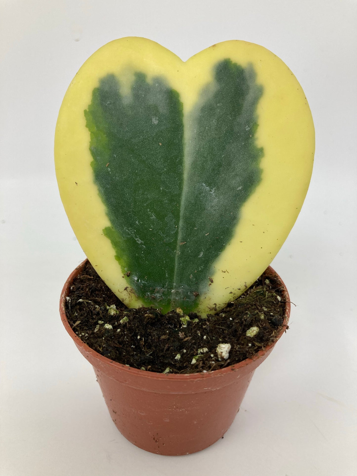 Hoya kerrii ‘Variegated Sweetheart Hoya’