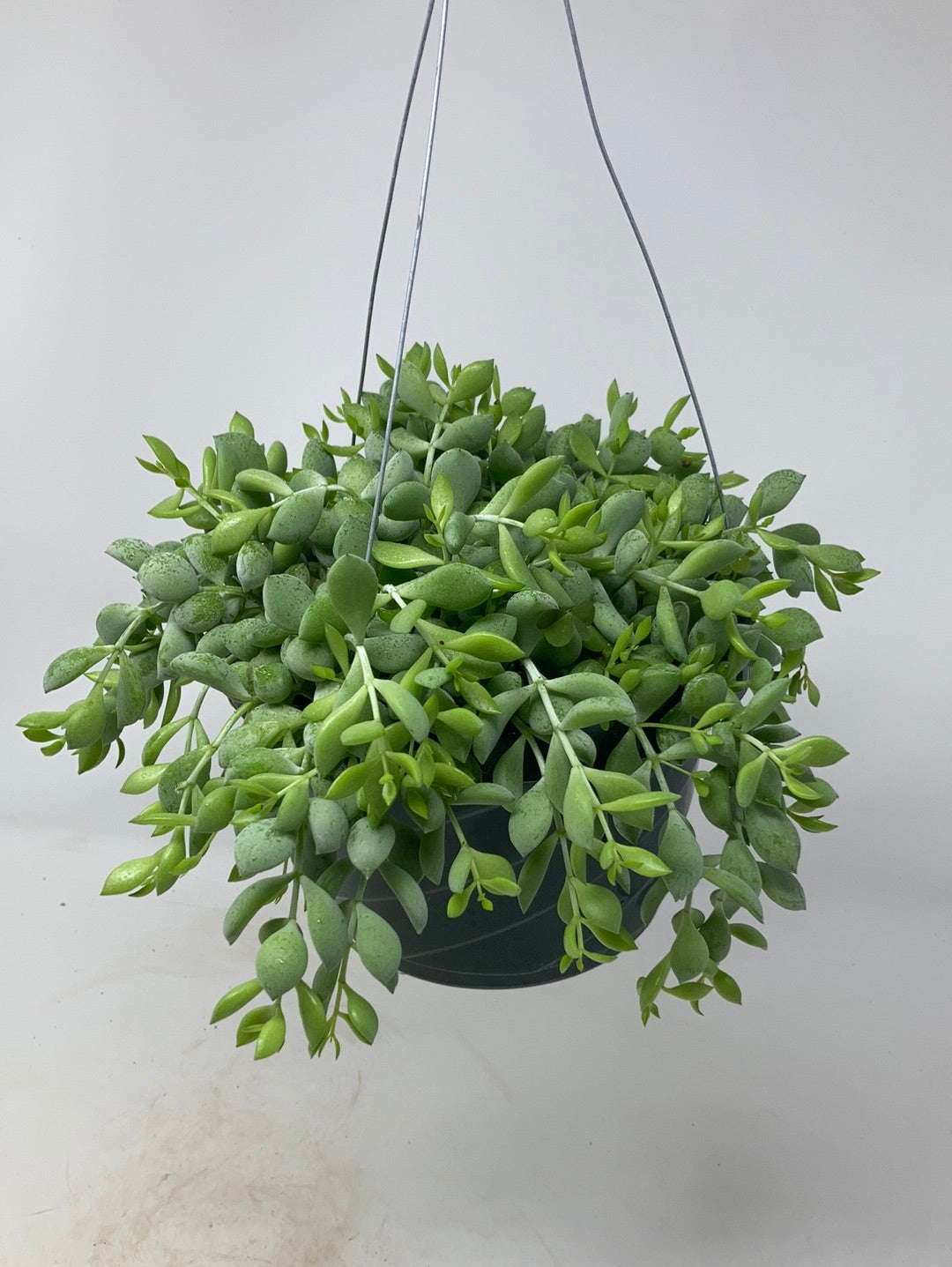 Cotyledon pendens ‘Trailing Lime Succulent’