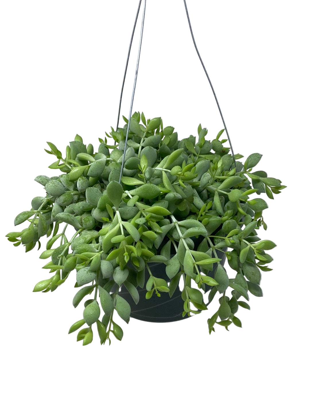 Cotyledon pendens ‘Trailing Lime Succulent’