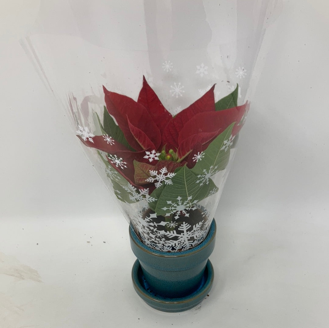 Euphorbia pulcherrima ‘Poinsettia’