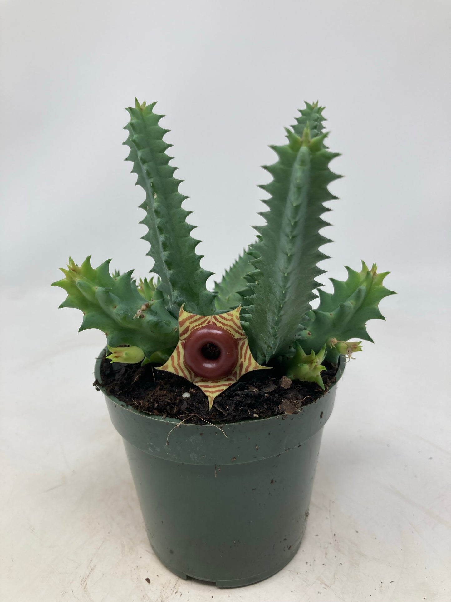Huernia echinopsis ‘Star Huernia’