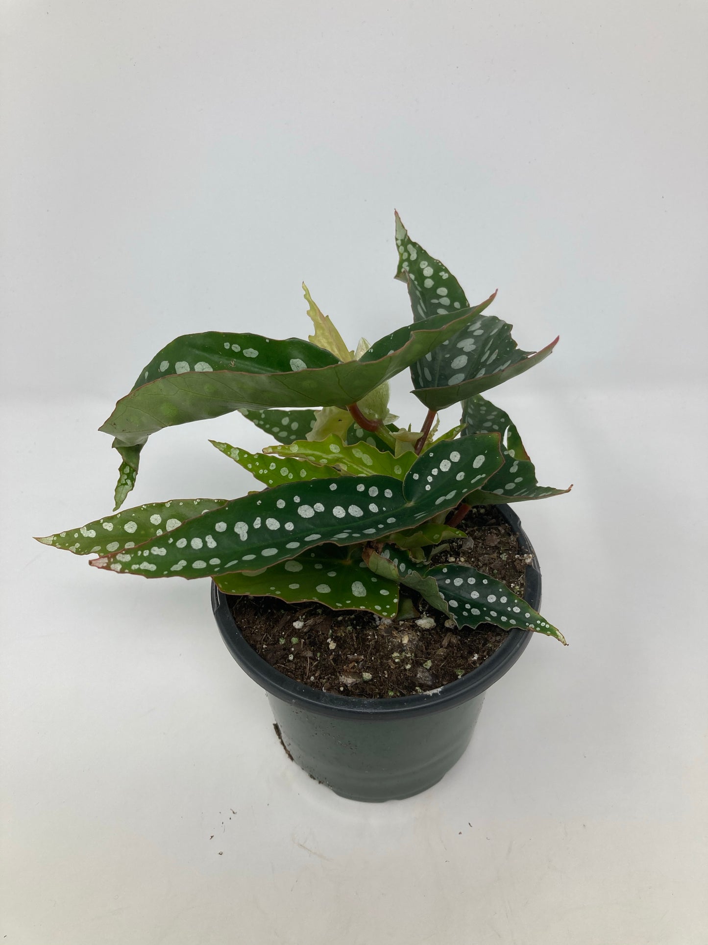 Begonia Coccinea 'Special Angel'