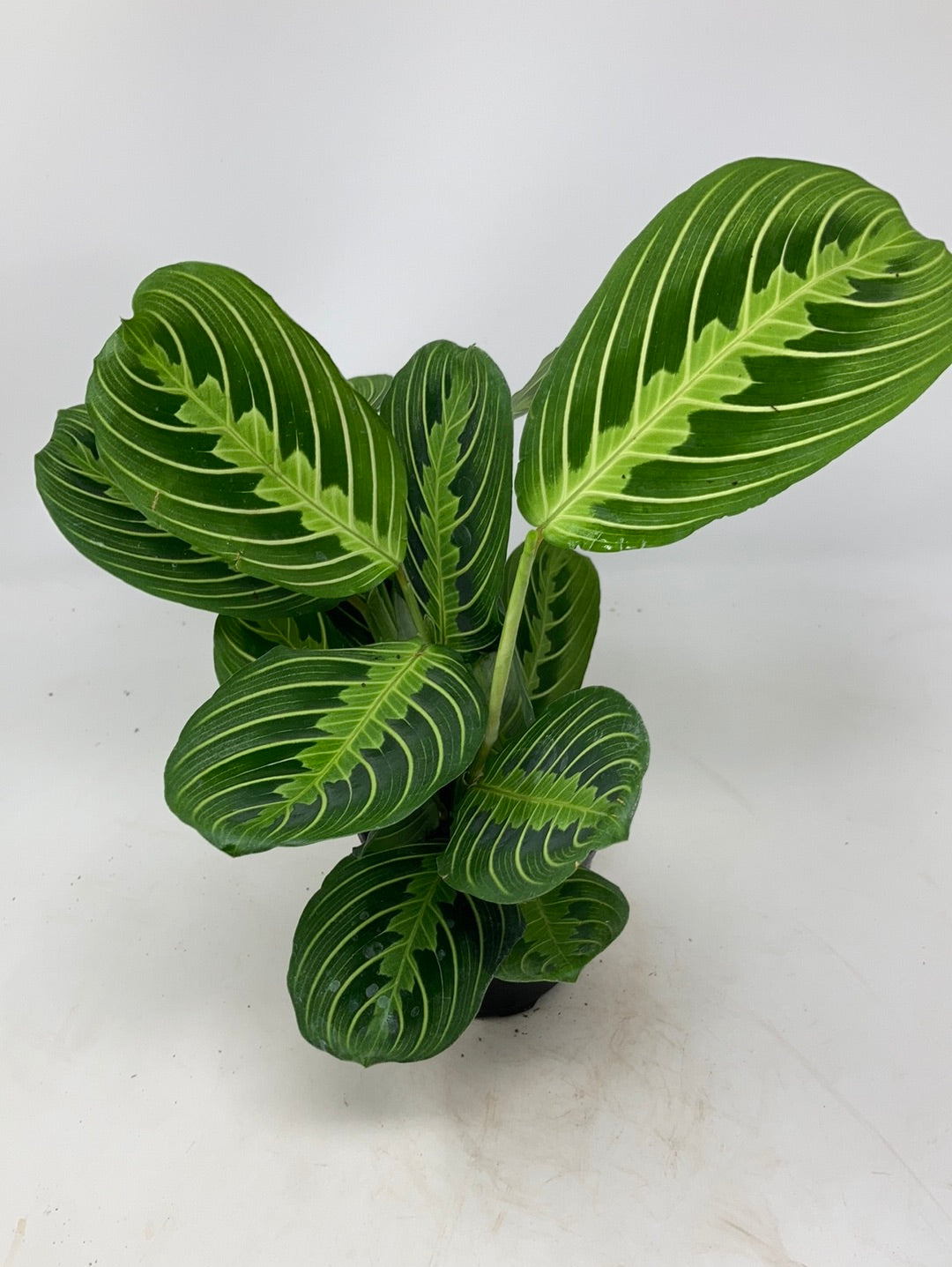 Maranta Lemon Lime 'Prayer Plant'