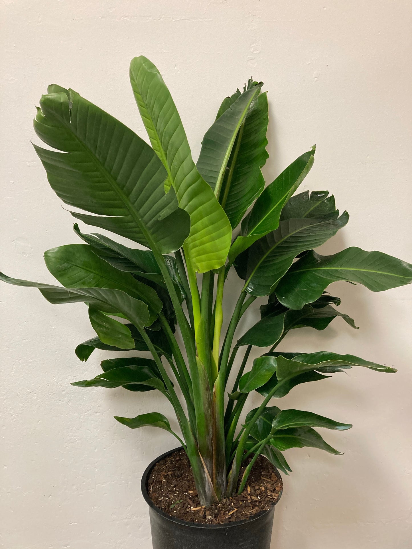 Strelitzia nicolai ‘White Bird of Paradise’