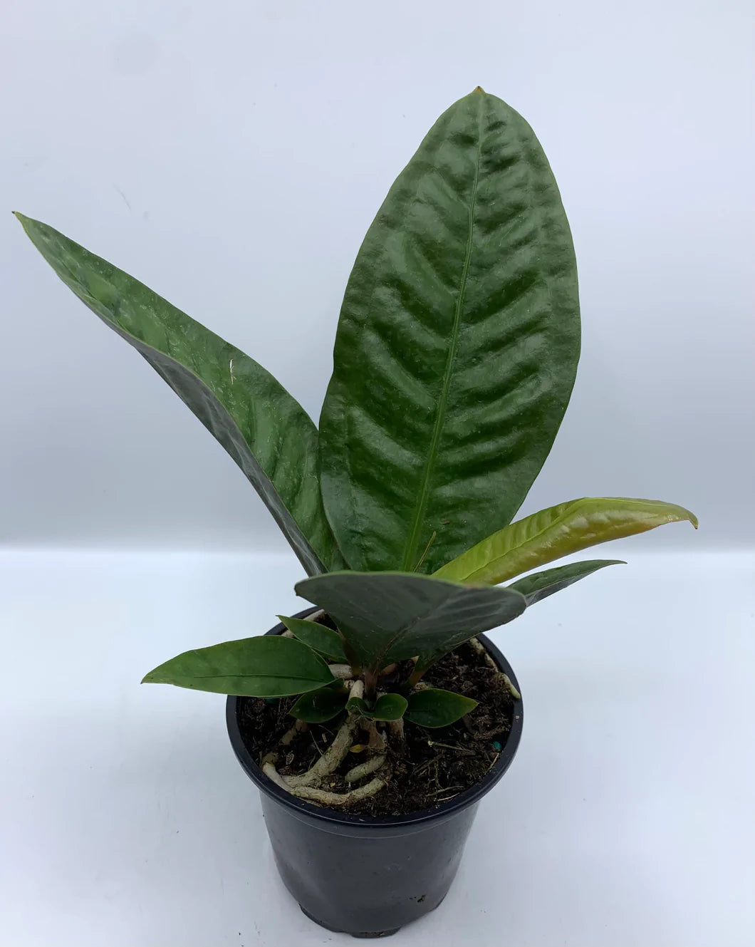 Anthurium superbum