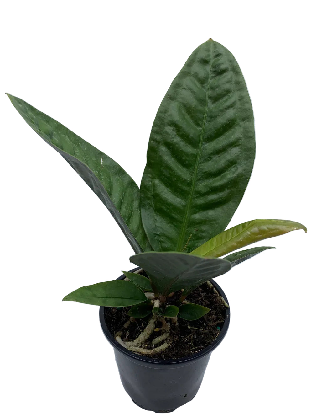 Anthurium superbum