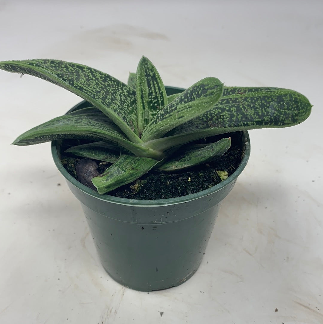 Gasteria Little Warty