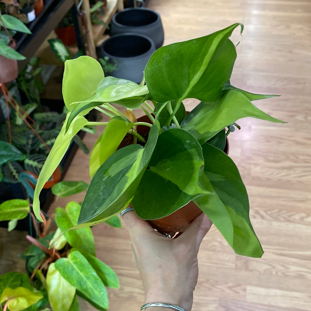Philodendron 'Brazil'