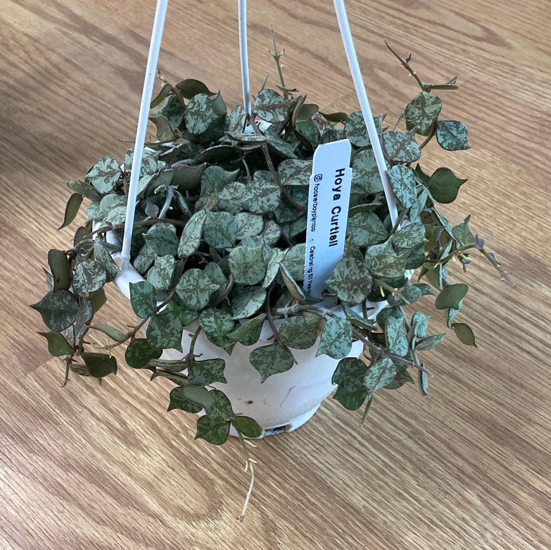 Hoya Curtsii