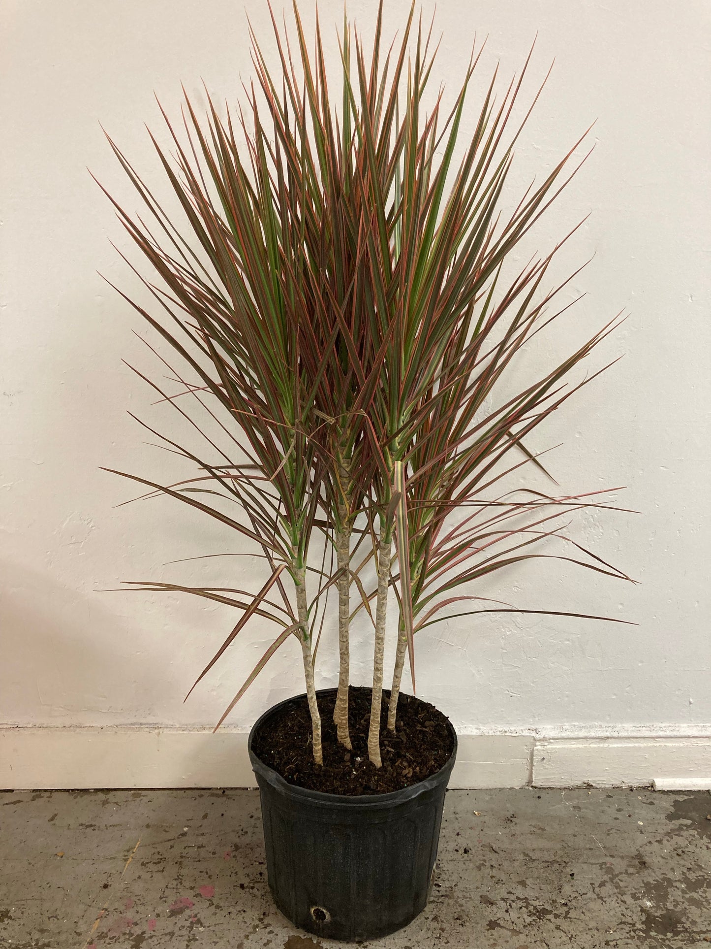 Dracaena marginata 'Colorama'