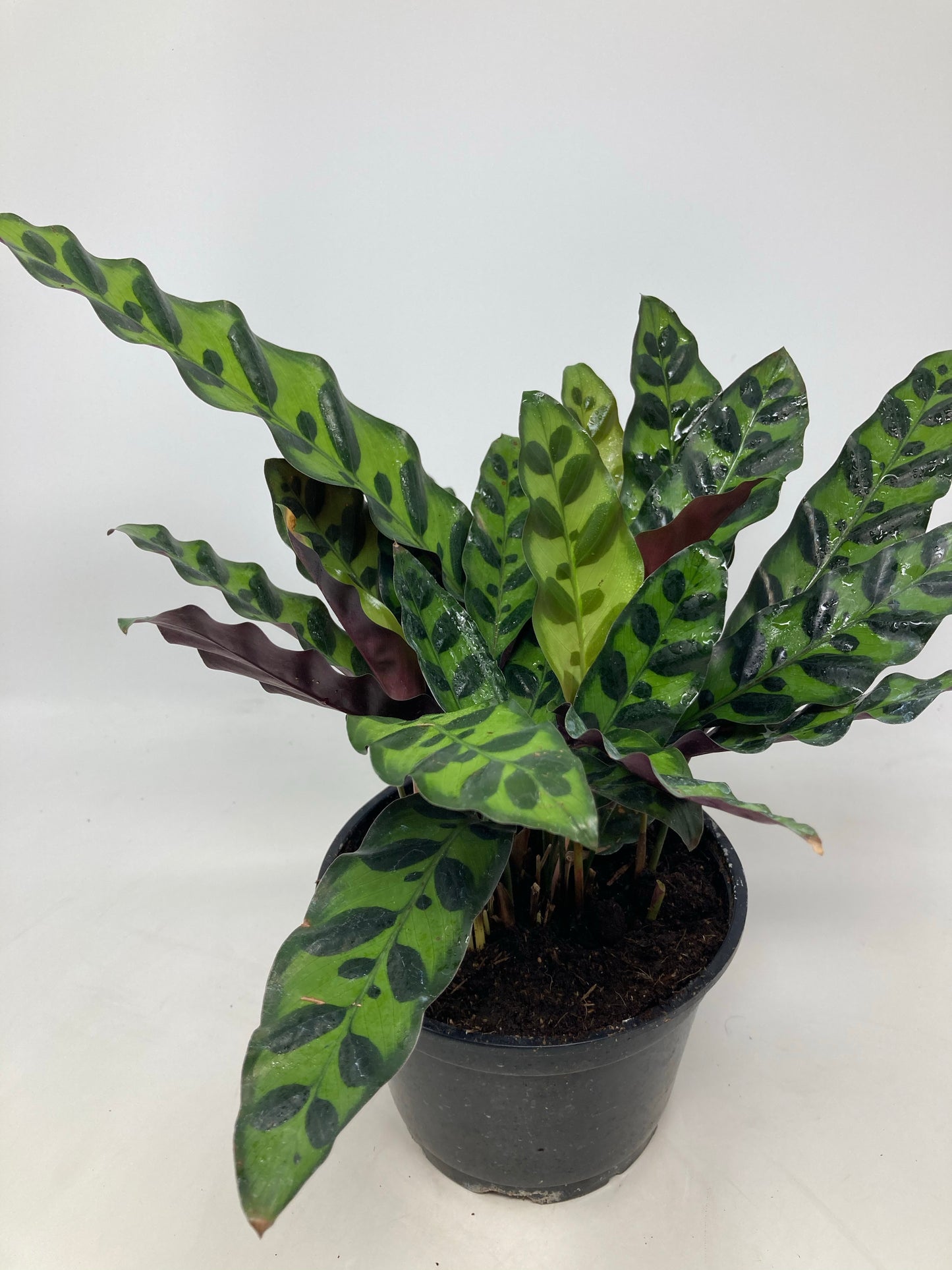 Calathea Lancifolia ’Rattlesnake Plant’