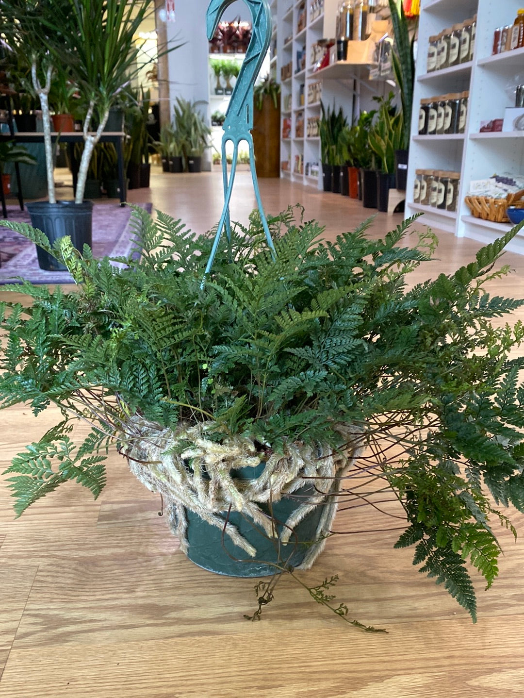 Davallia fejeensis ‘Rabbit Foot Fern’